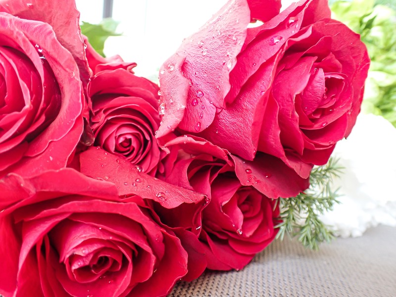 赤いバラの無料フリーイラスト 咲くっとイラスト(さくっといらすと)